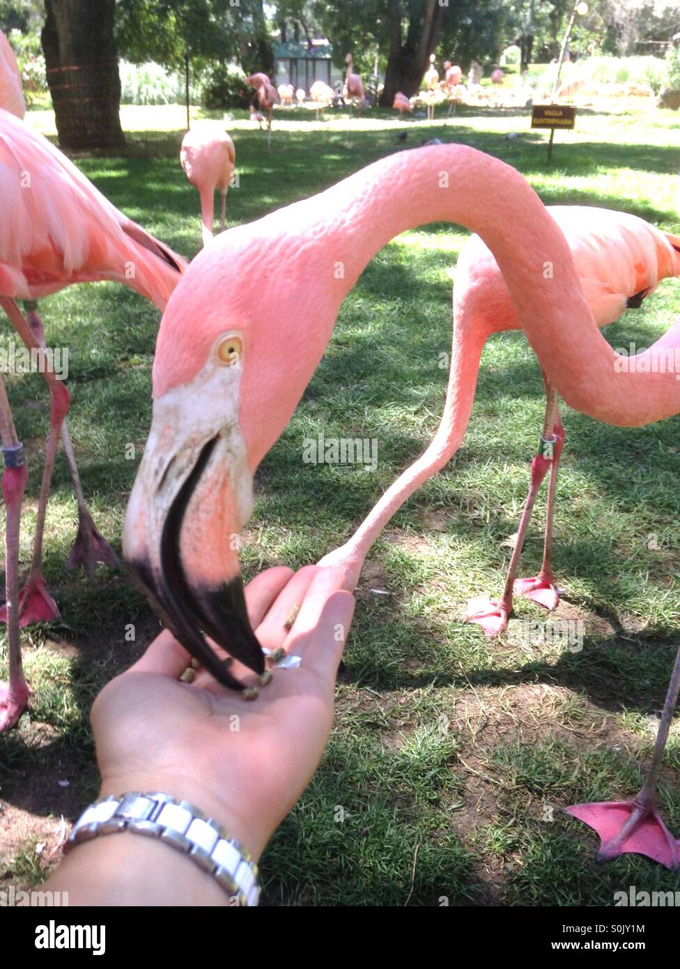 Hand feeding a pink flamingo Stock Photo