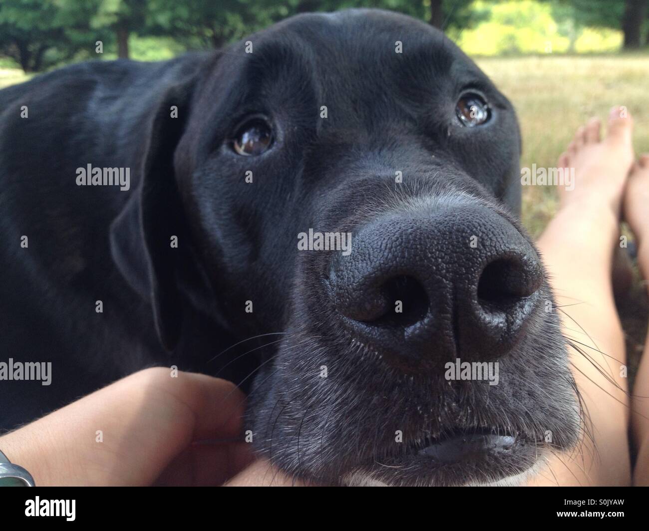 Puppy dog eyes Stock Photo