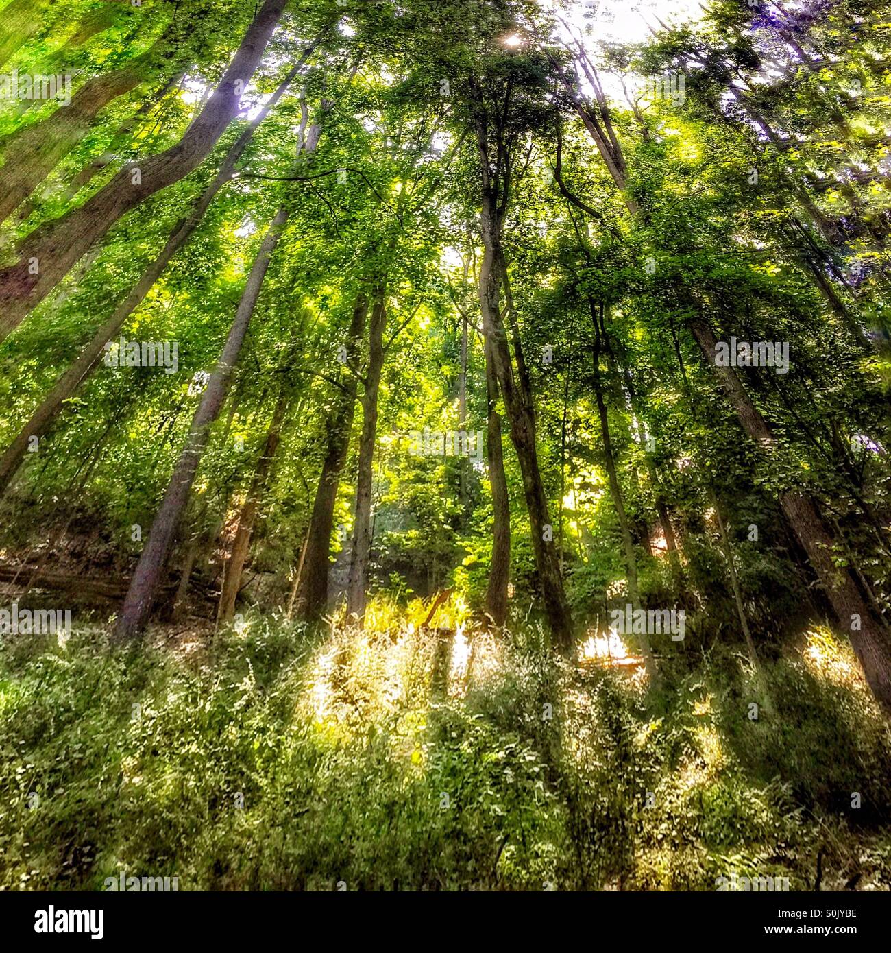 Tall trees stretch upward into the sun. Stock Photo