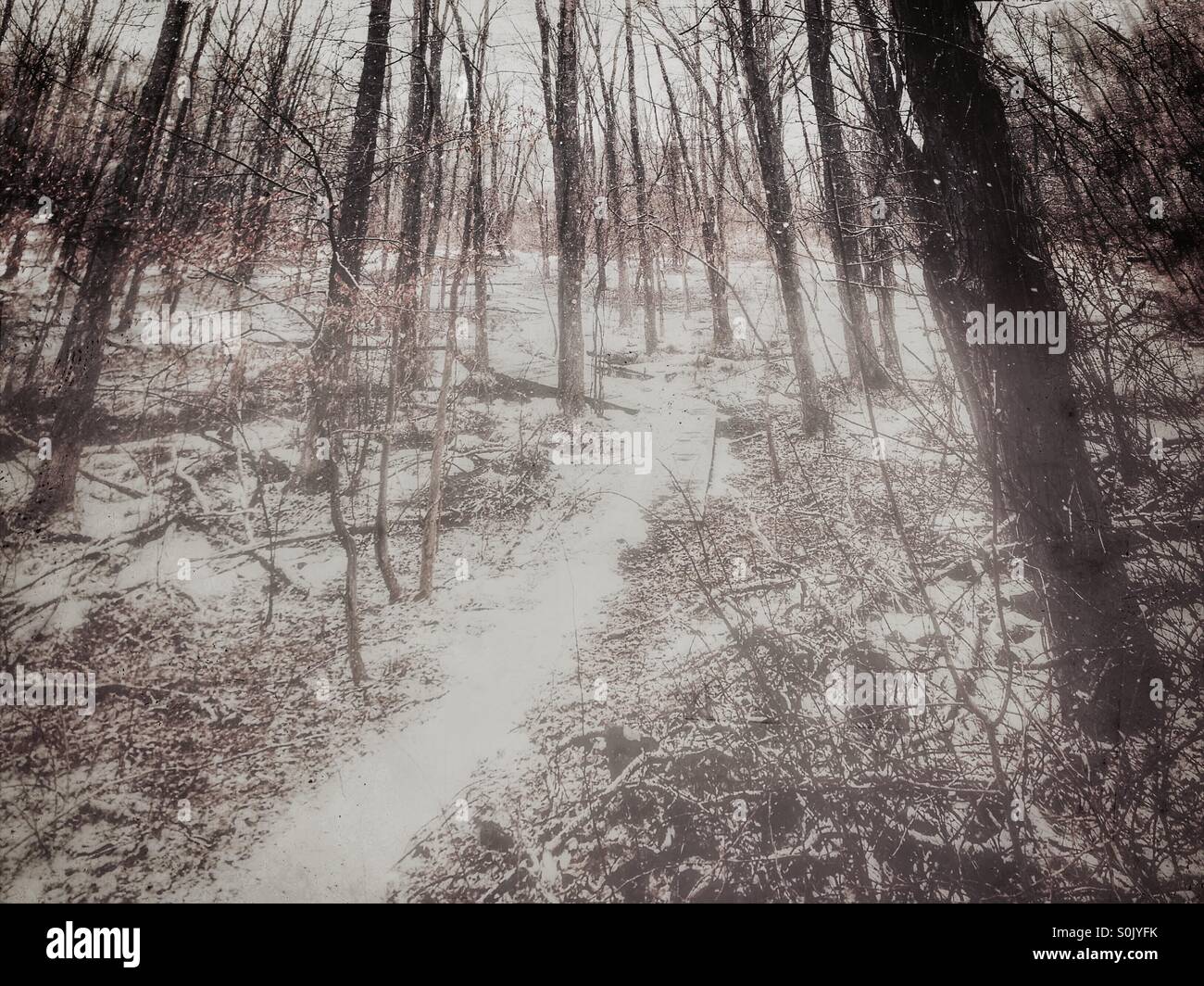 A light snow falls in a foggy, snowblanketed forest Stock Photo Alamy