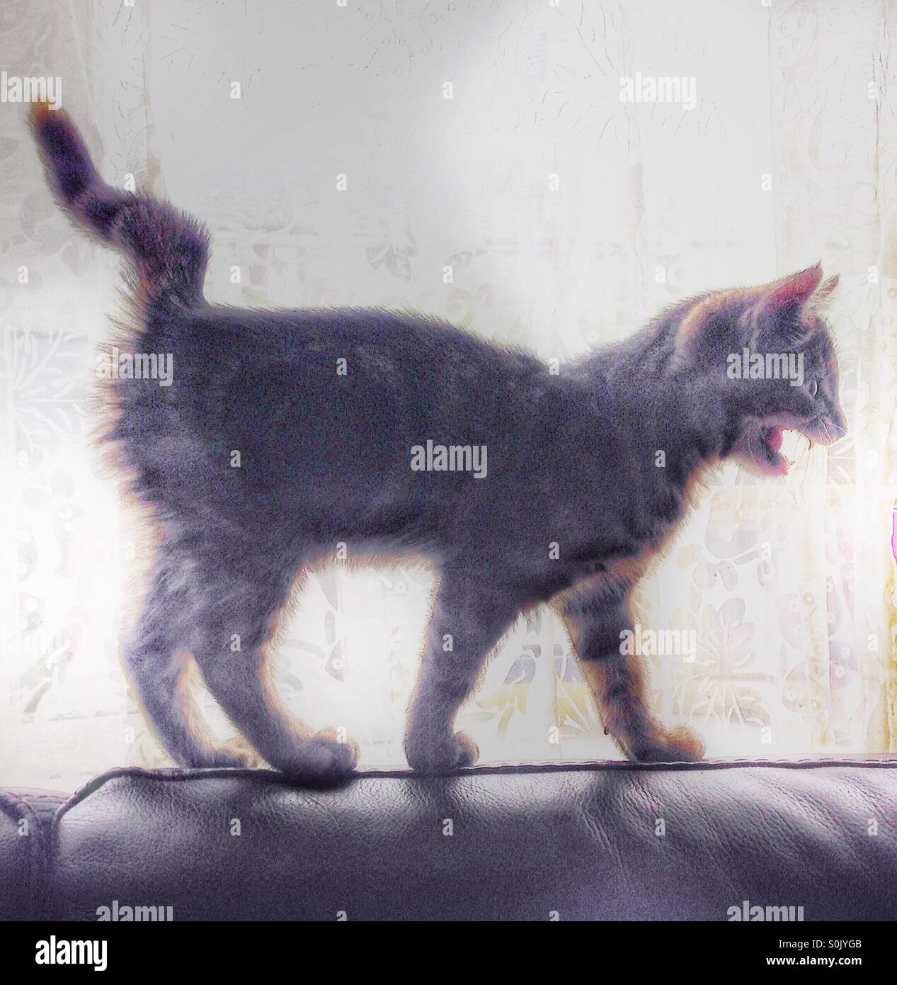 A playful kitten. - Smartphone Captured Stock Image