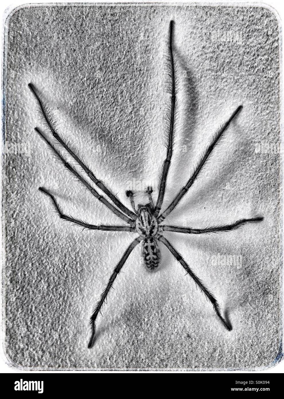 UK Garden Spider. Stock Photo