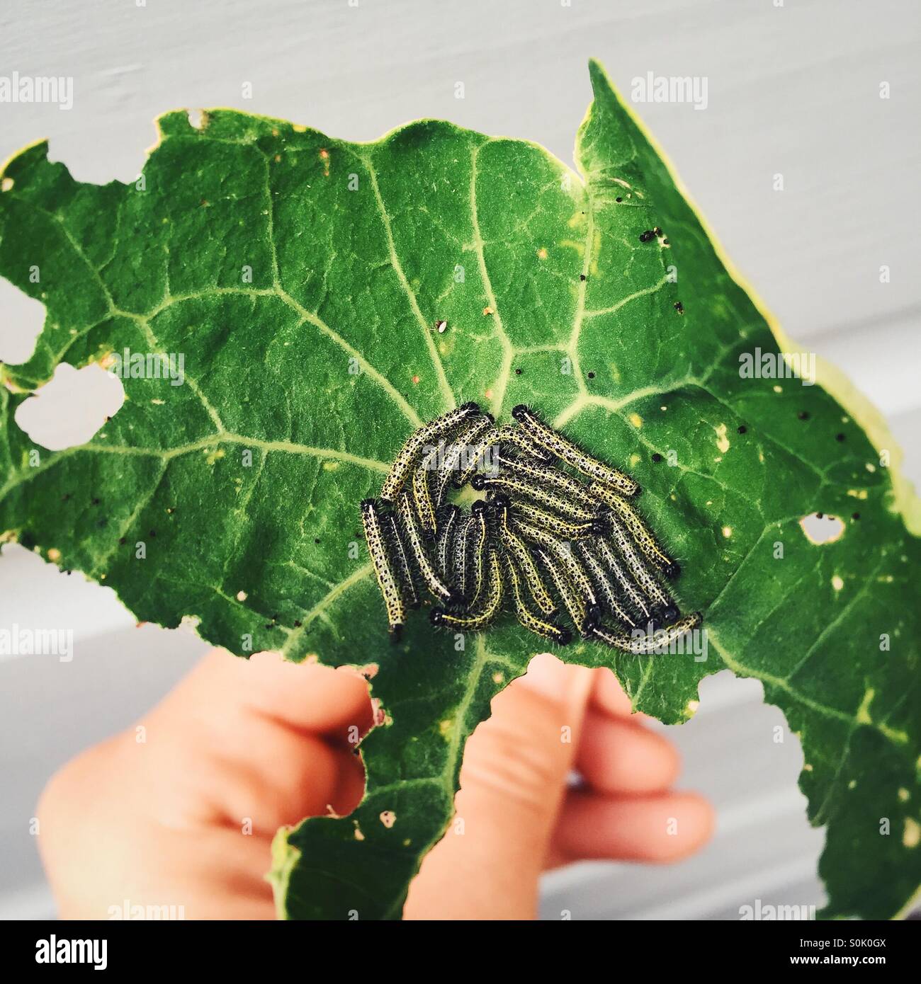 Caterpillars eating a leaf Stock Photo Alamy