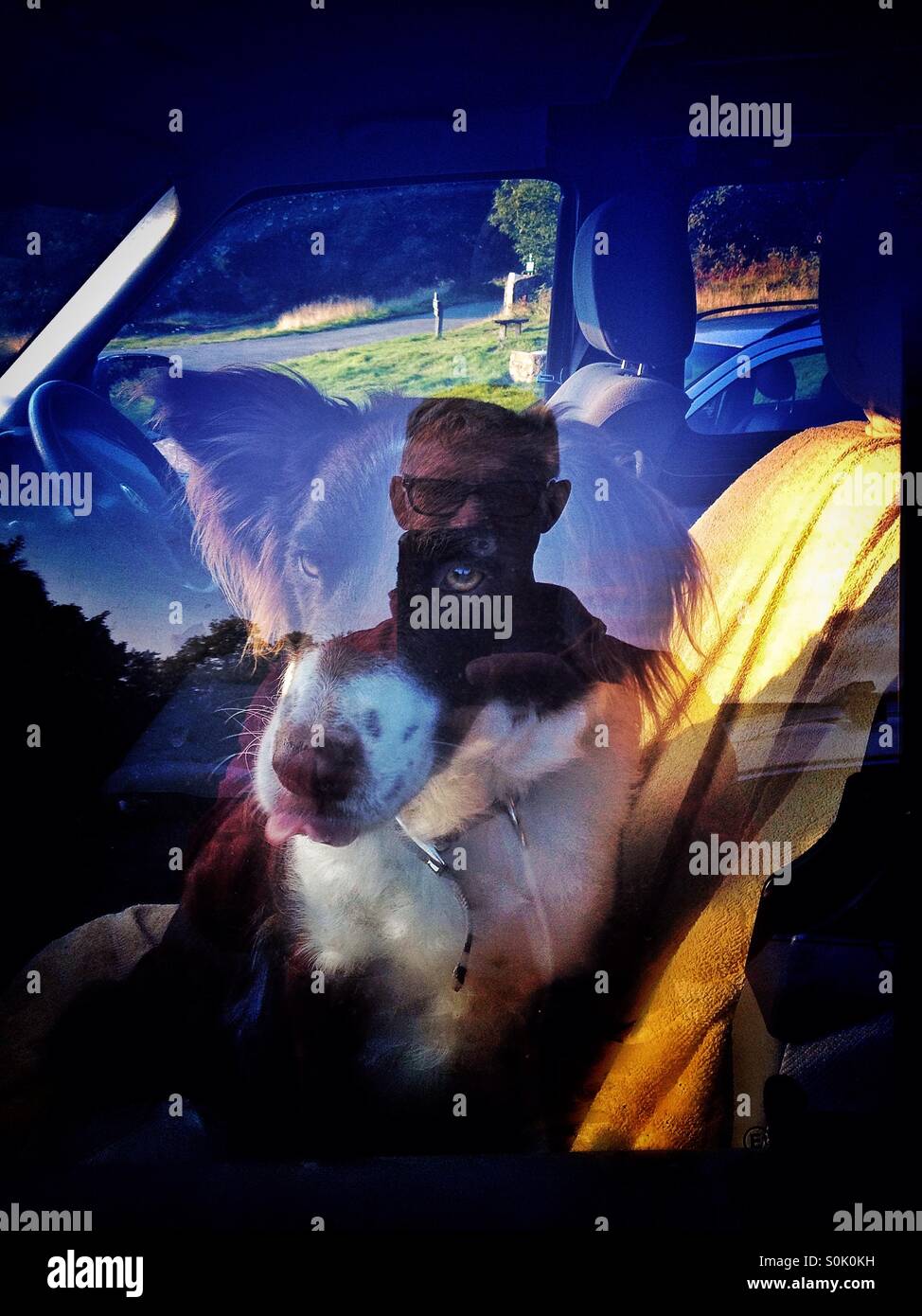 Dog in a window - Smartphone Captured Stock Image