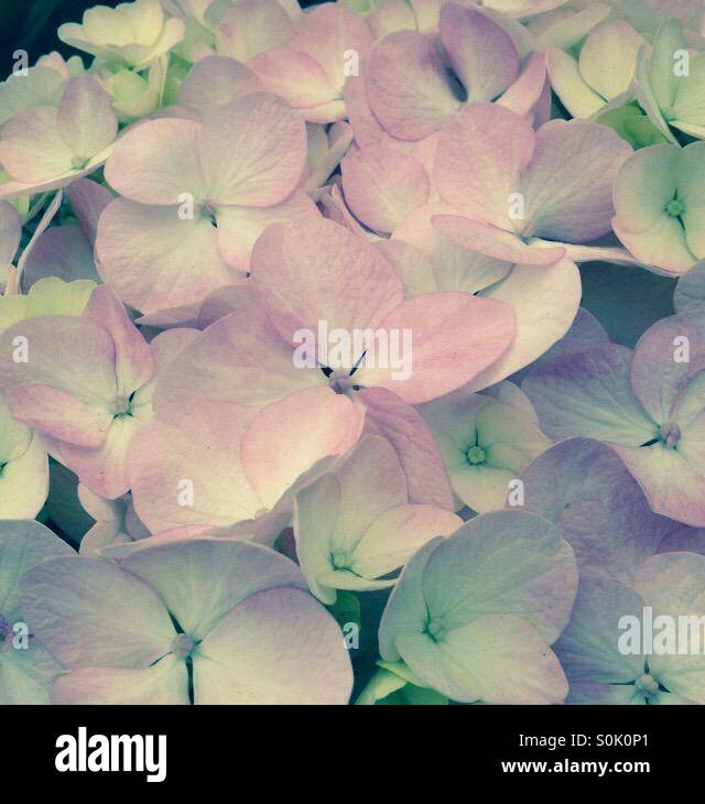 Close-up of Hydrangea Flower petals - Smartphone Captured Stock Image