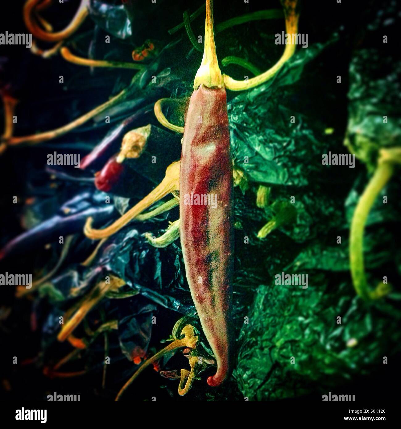 Dry chili peppers for sale in Mercado Melchor Ocampo (Medellin Market) in Colonia Roma, Mexico City, Mexico - Smartphone Captured Stock Image