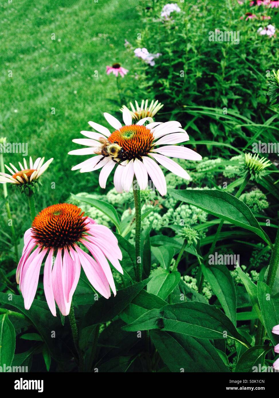 Eastern carpenter bee Xylocopa virginica on coneflower Echinacea in an Ohio garden. These flowers are known for herbal remedies. - Smartphone Captured Stock Image