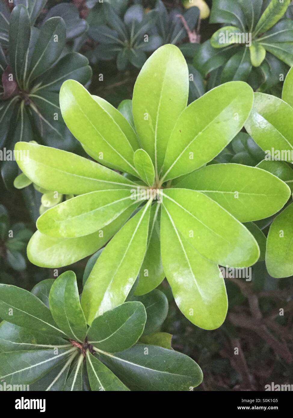 Pretty in Green Stock Photo - Alamy