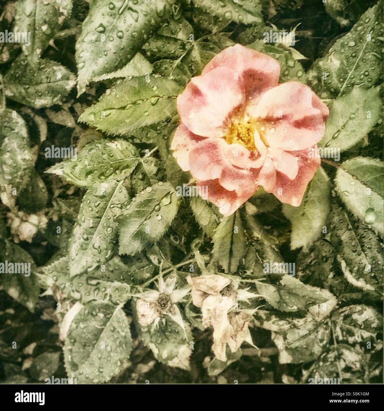 A pink rose in the rain with raindrops and copy space. Romance and weather concepts. Retro vintage HDR filter. - Smartphone Captured Stock Image