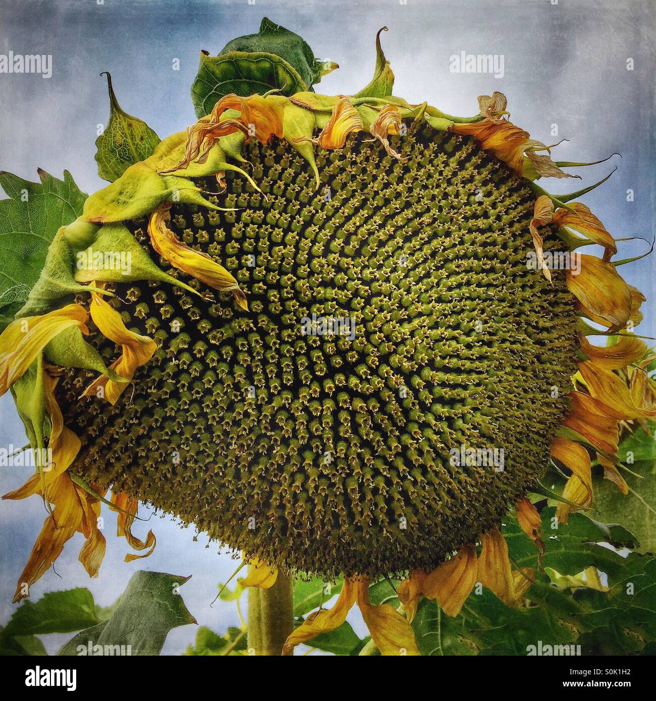 Painterly closeup of commercially grown sunflower going to seed near ...