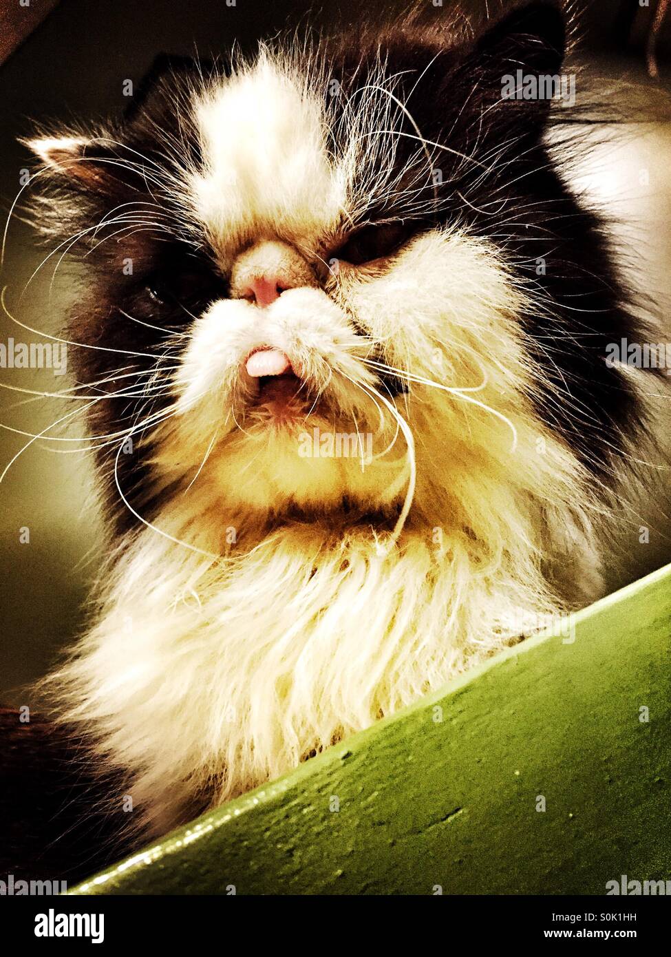 Persian cat sticking his tongue out Stock Photo Alamy