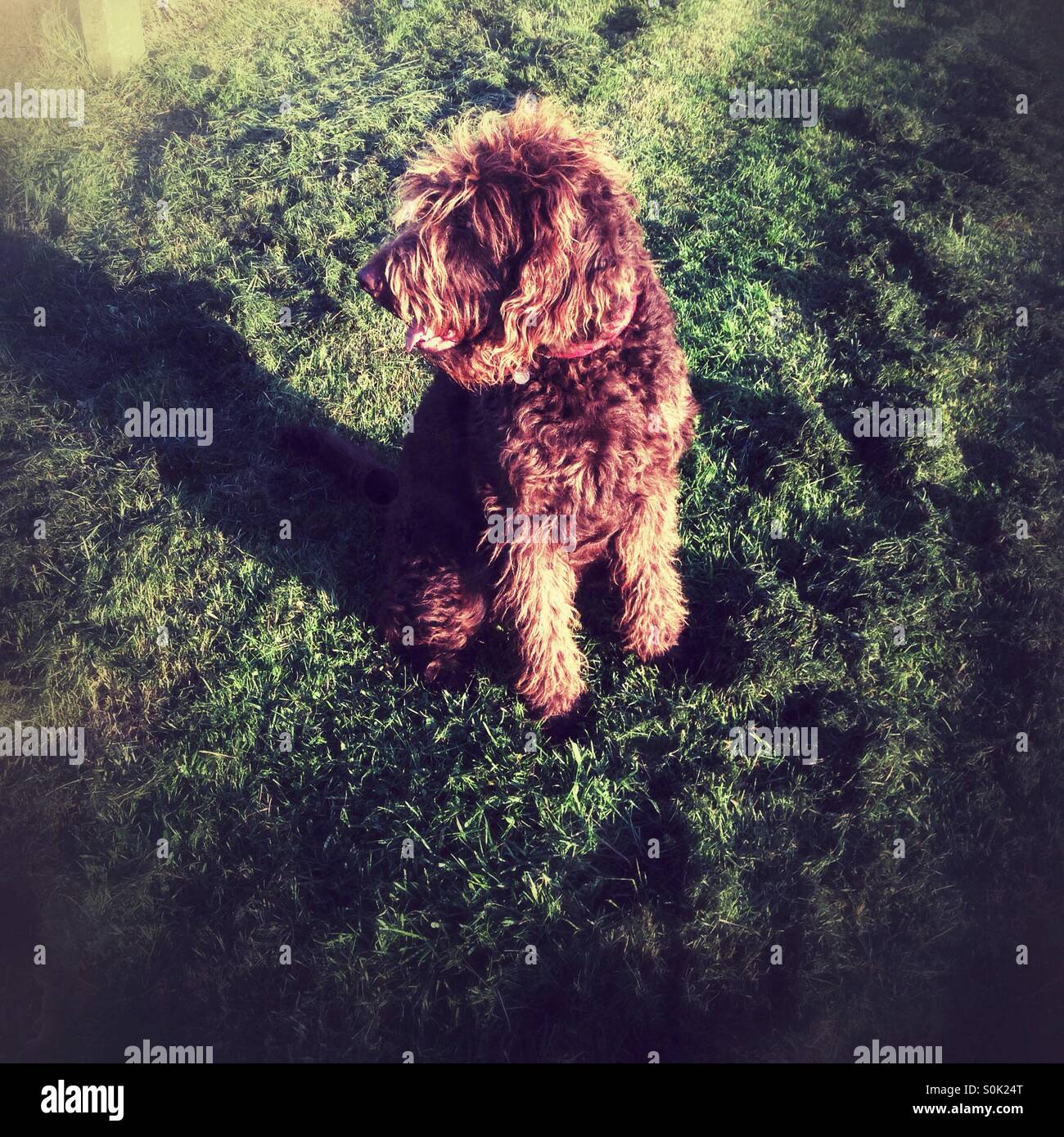 Chocolate brown labradoodle dog. - Smartphone Captured Stock Image
