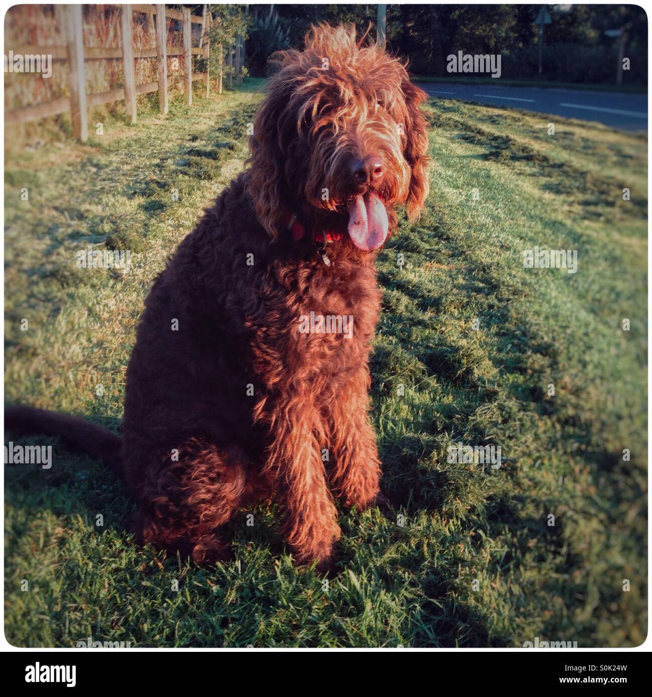 Chocolate brown labradoodle dog. - Smartphone Captured Stock Image