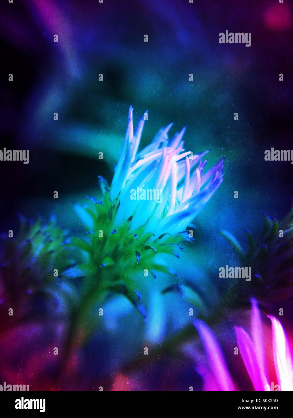 Michaelmas Daisy - Smartphone Captured Stock Image