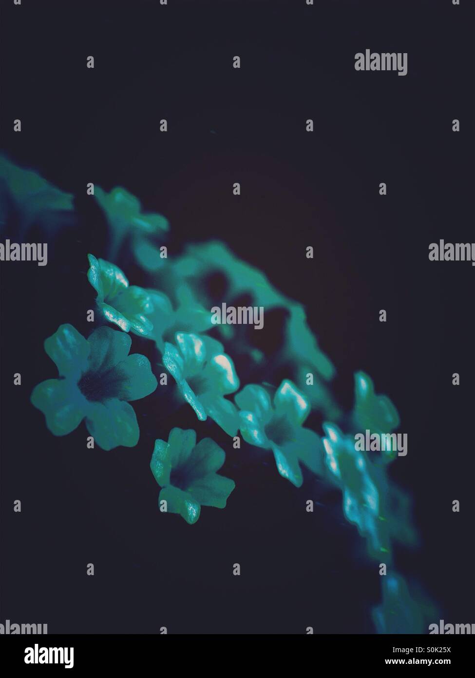 Small flowers - Smartphone Captured Stock Image