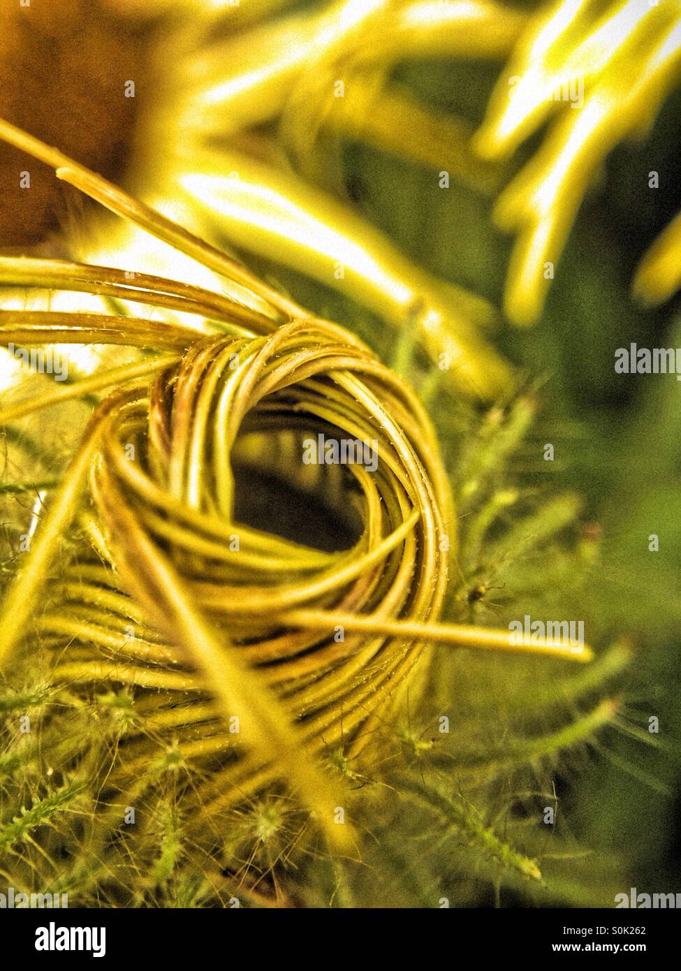 Ox eye Daisy flower bud - Smartphone Captured Stock Image