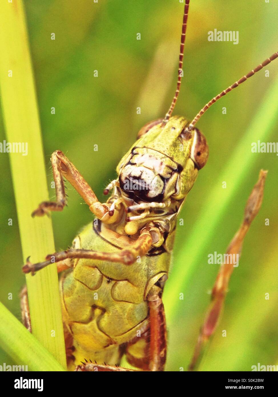 Grasshopper posing - Smartphone Captured Stock Image