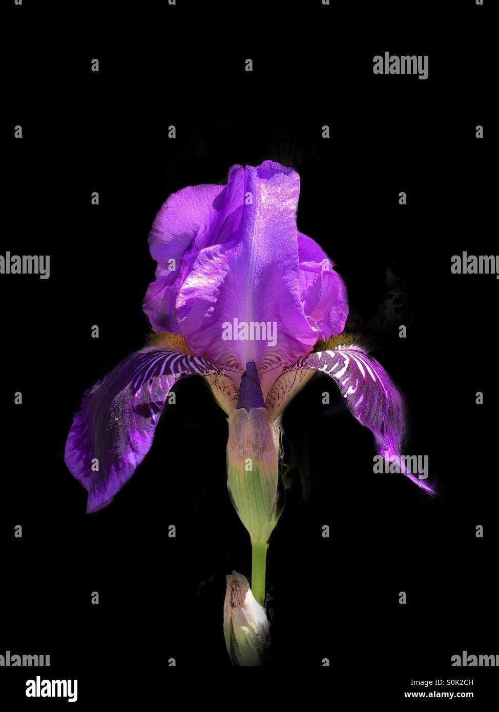 Iris perfection Stock Photo