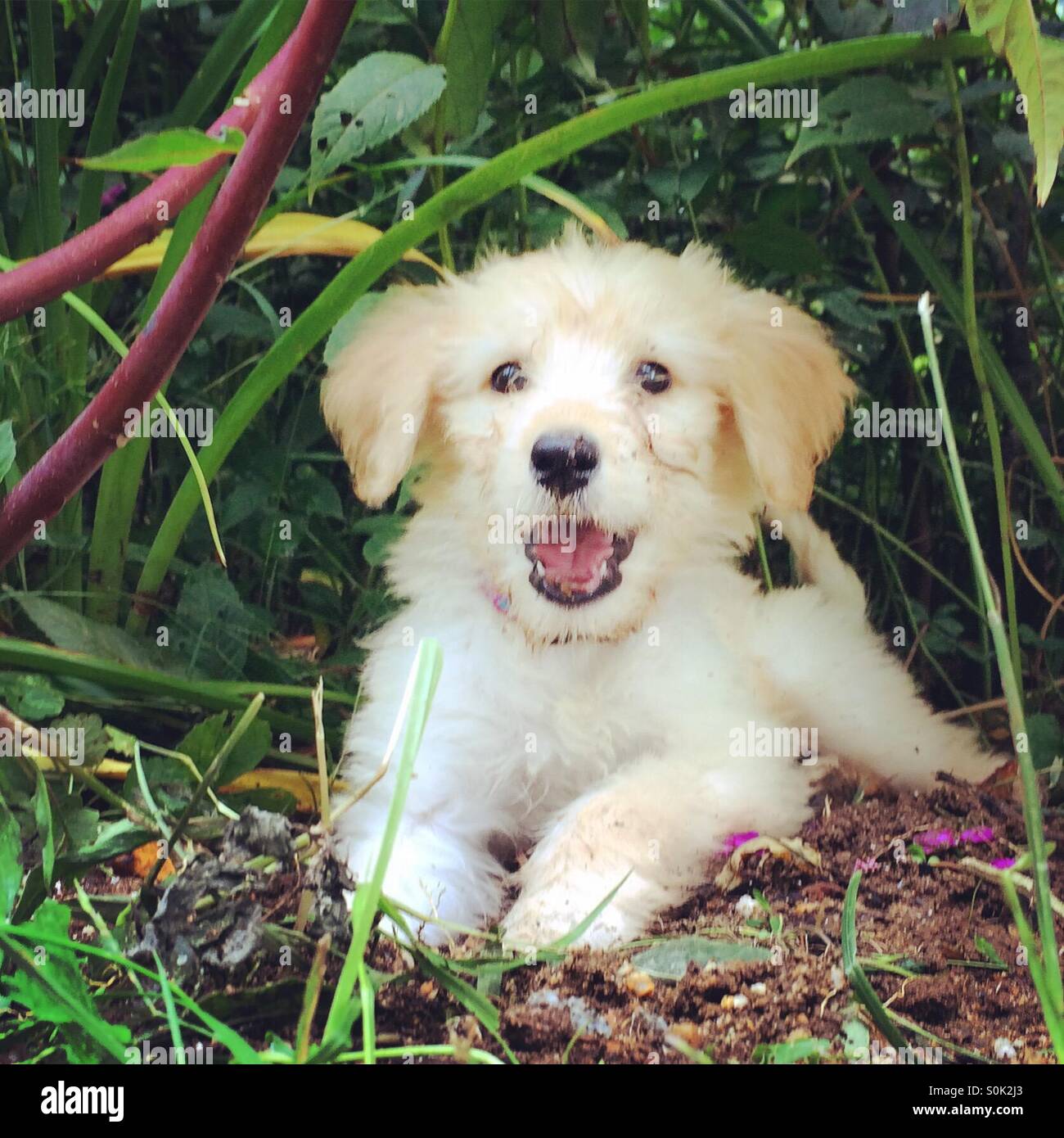 Puppy joy - Smartphone Captured Stock Image