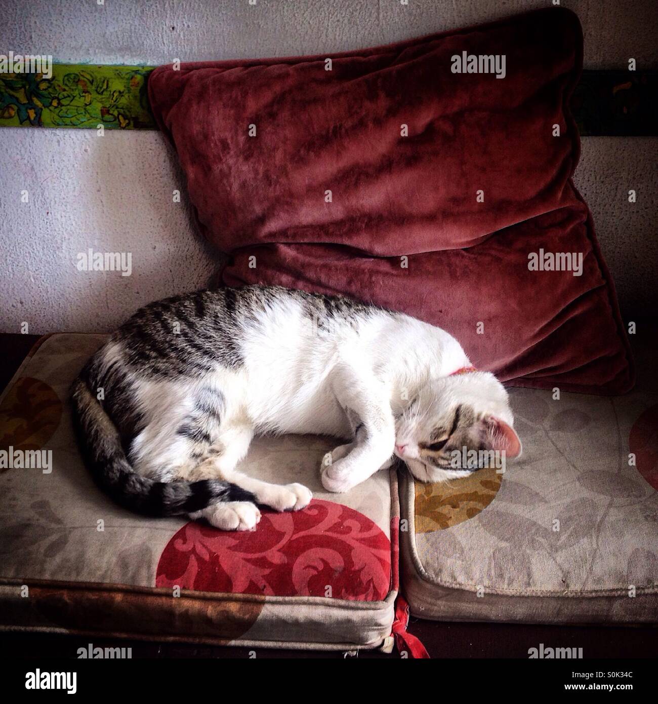 A cat sleeps in Karakola coffee shop in Colonia Roma, Mexico City, Mexico Stock Photo