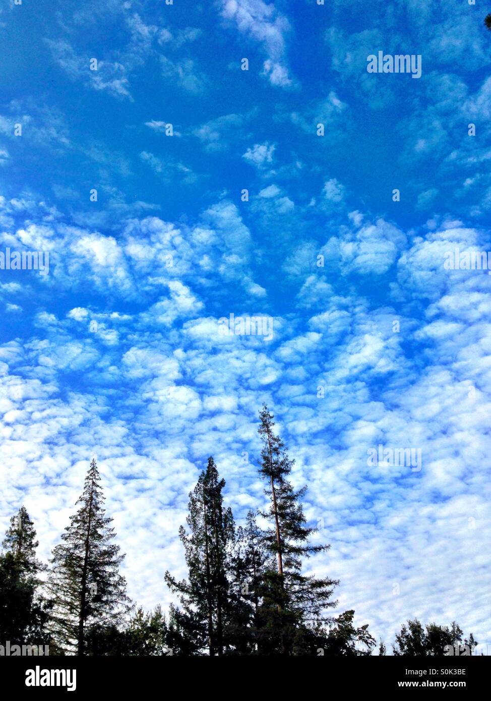 White, puffy clouds in blue sky, over redwood trees - Smartphone Captured Stock Image