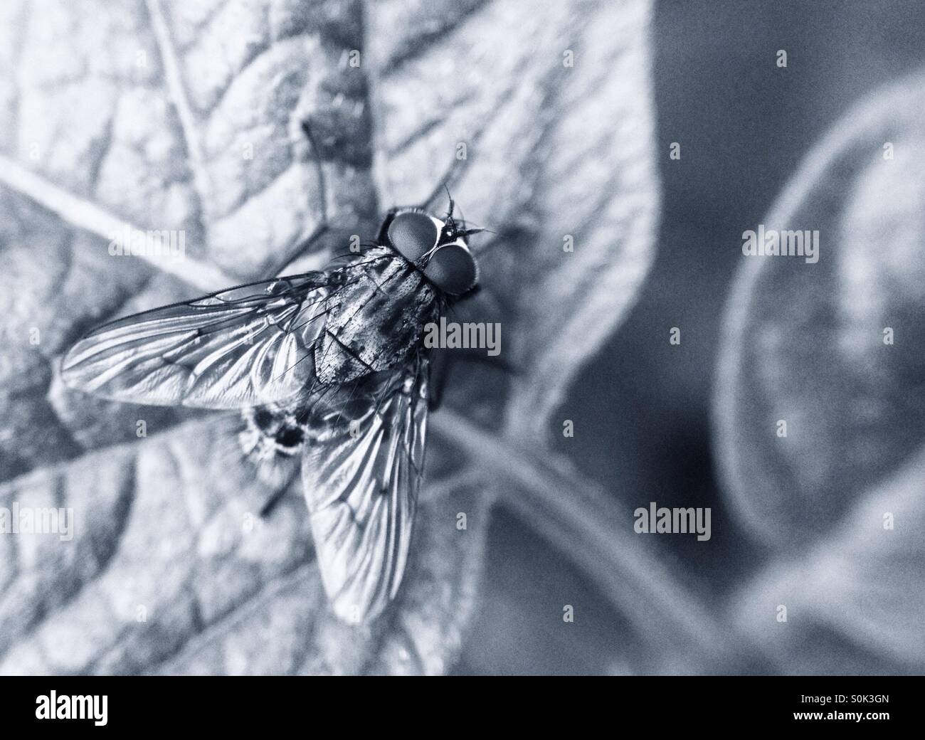 Fly on leaf - Smartphone Captured Stock Image