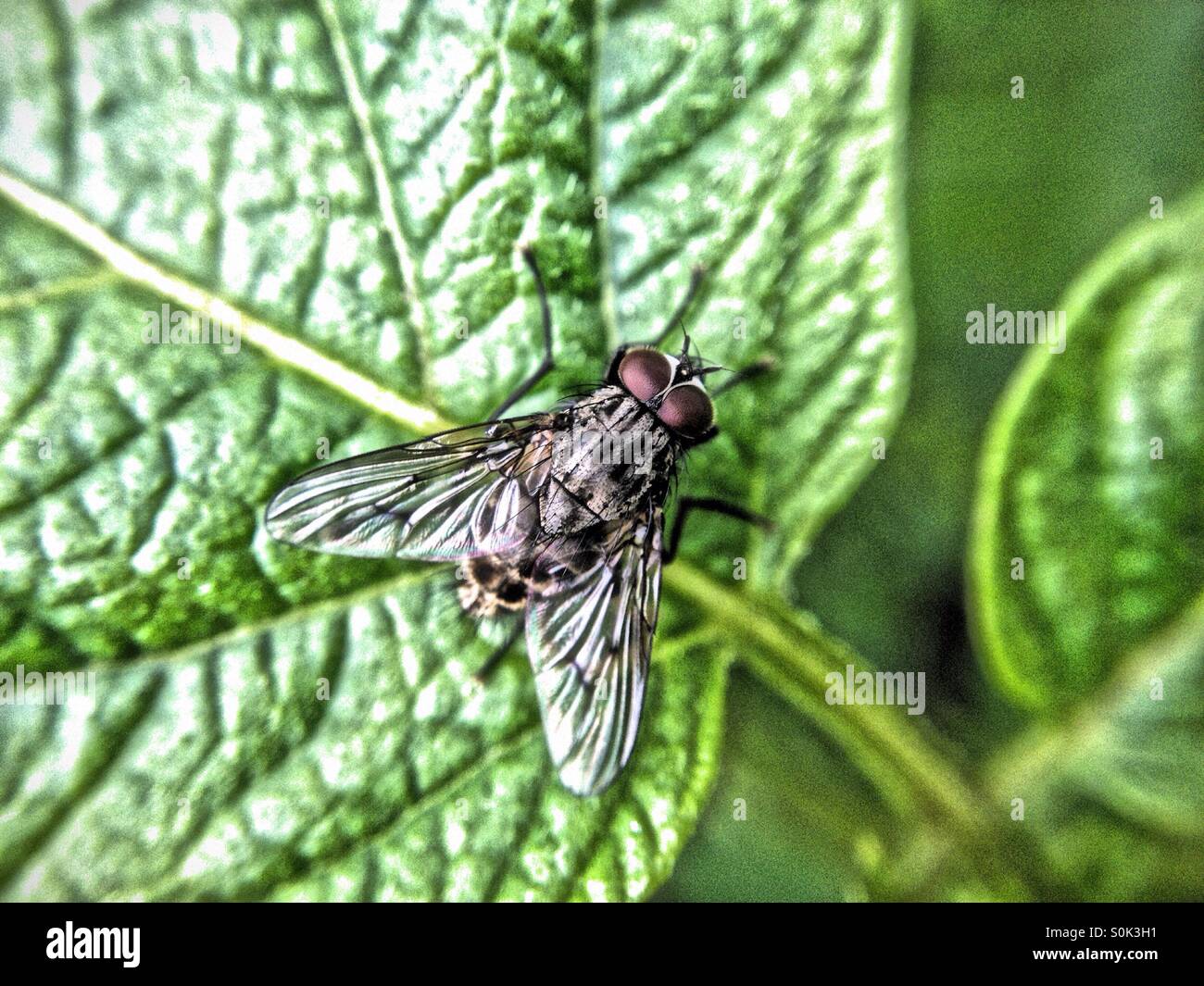 Fly on leaf - Smartphone Captured Stock Image