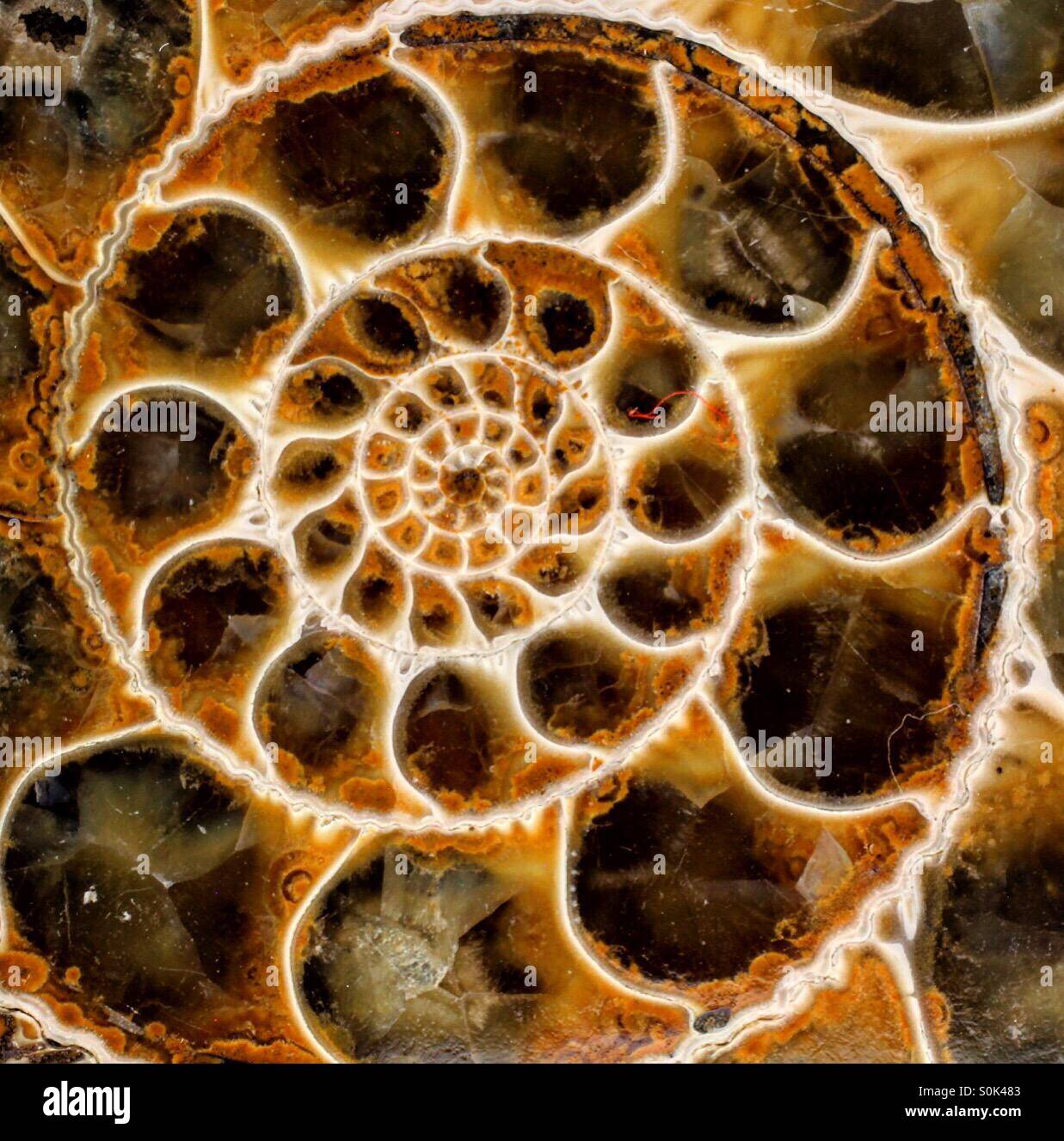 Fibonacci hi-res stock photography and images - Alamy