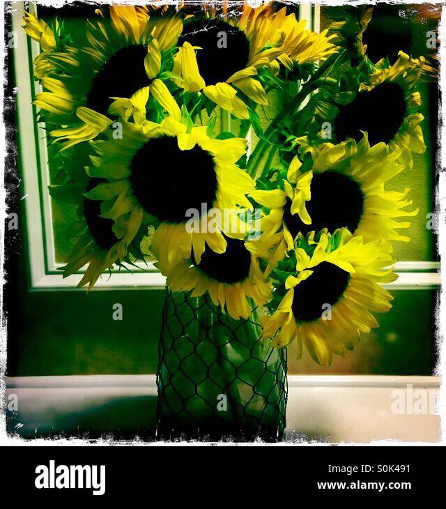 Sunflowers in a vase Stock Photo Alamy