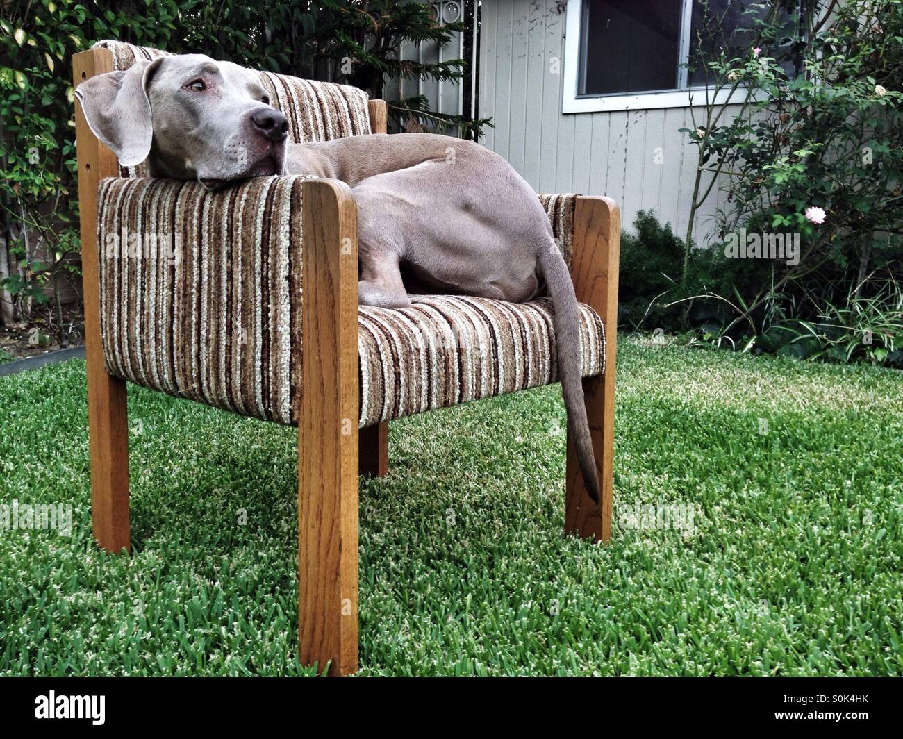 Weimaraner dog lounging in striped indoor chair in backyard grass Stock Photo