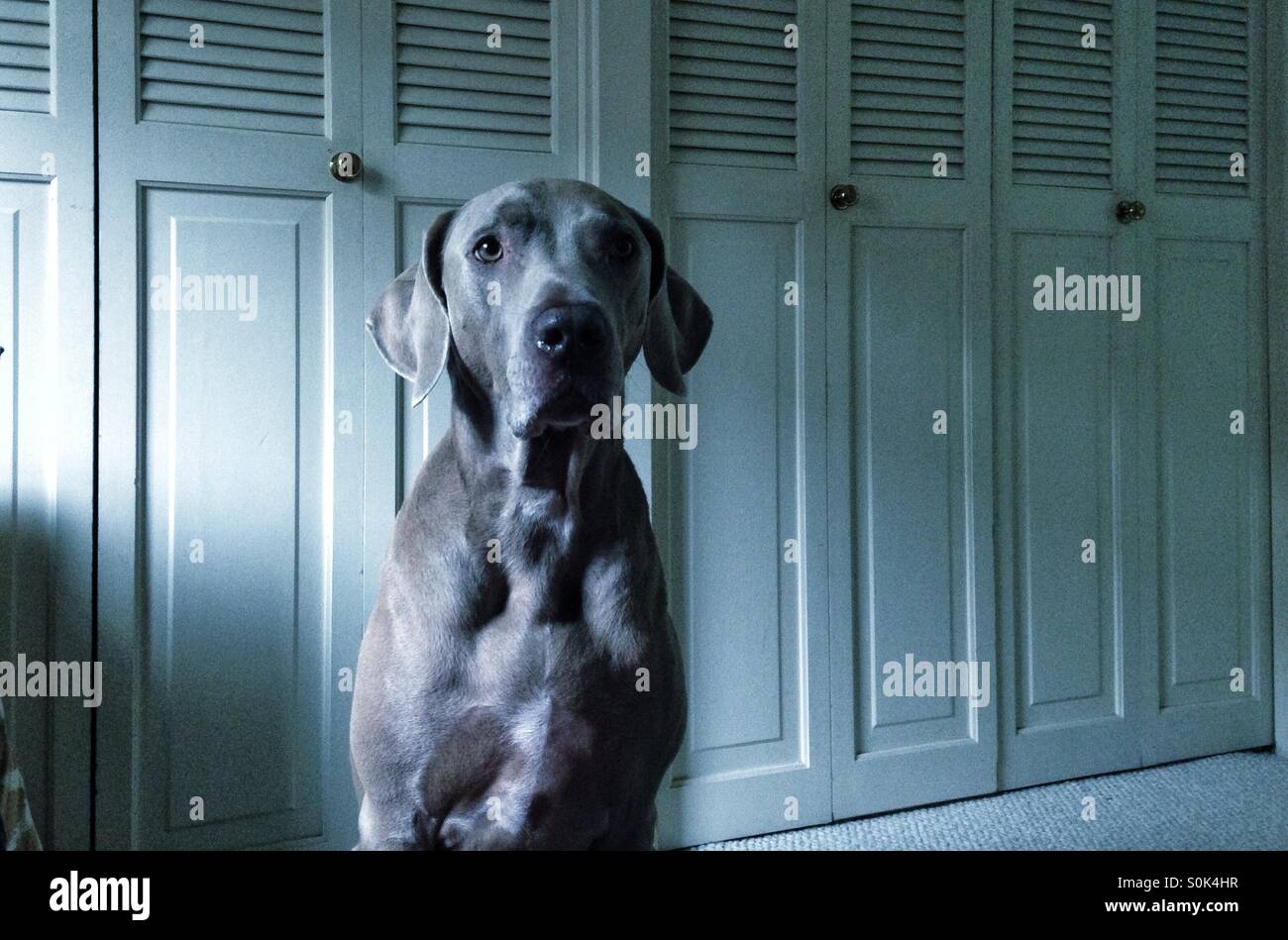 Adult Weimaraner dog sitting tall in front of wall of closet doors Stock Photo