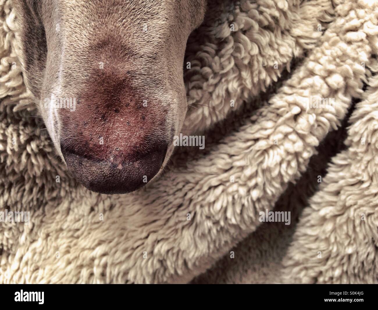 Weimaraner dog nose close up on top of draping beige textured blanket Stock Photo