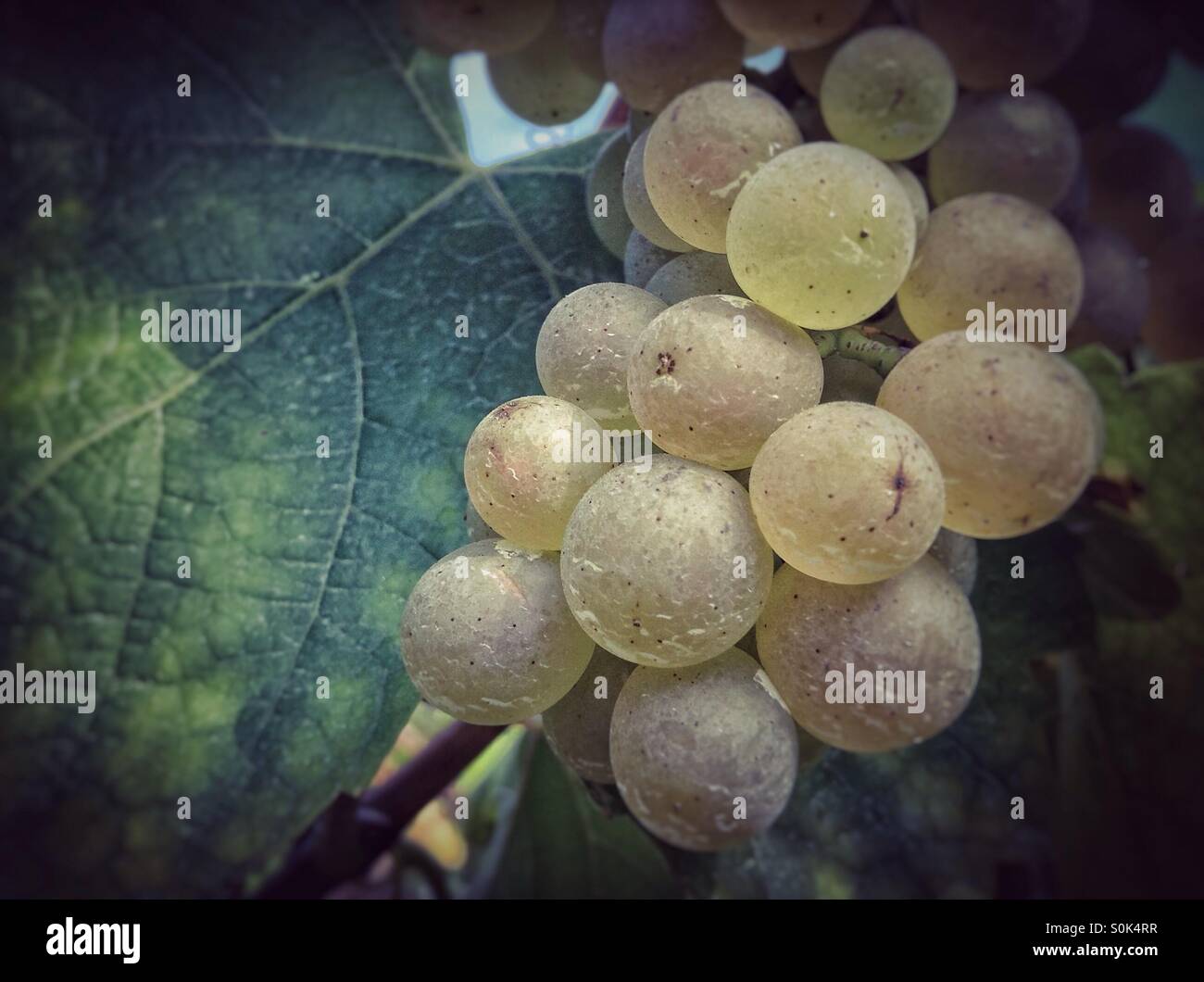 Bunch of green grapes on the vine ready for picking and making into wine. Catalonia - Smartphone Captured Stock Image