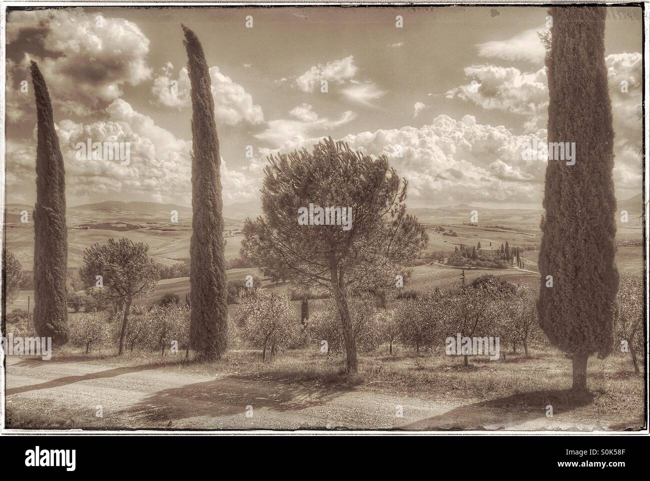 An Iconic Tuscan Landscape - a view of Belvedere and the Val d'Orcia with Cypress Trees and Olive Trees in the Foreground. A Sepia Effect Landscape Pic. Of Tuscany, Italy. Photo Credit - COLIN HOSKINS - Smartphone Captured Stock Image