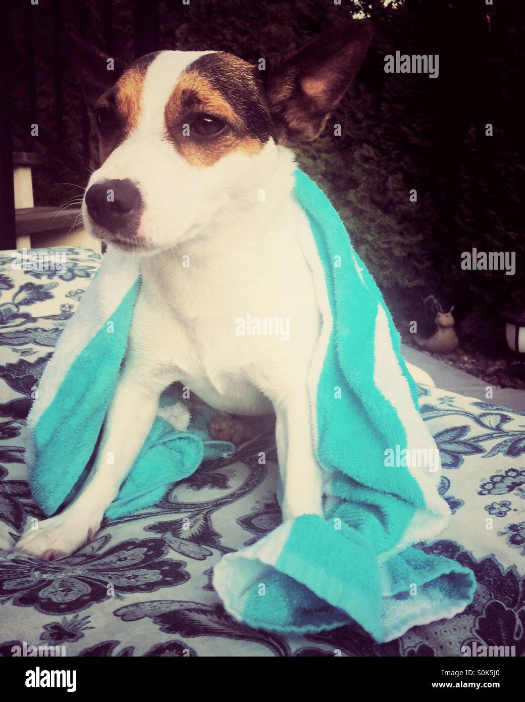 Jack Russell Terrier dog sits with beach towel draped around her. - Smartphone Captured Stock Image
