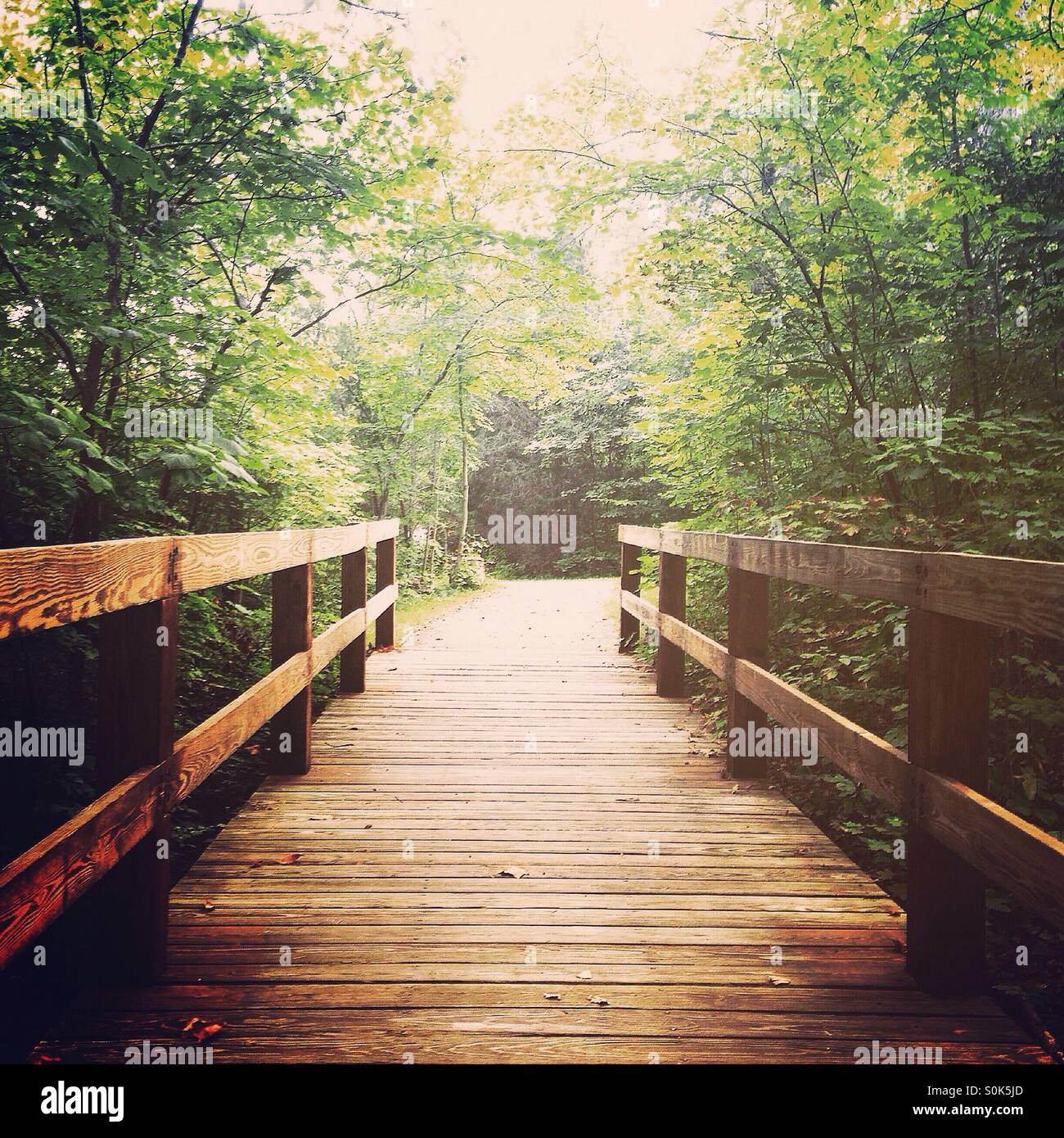 A wooden bridge leading to a forest. - Smartphone Captured Stock Image