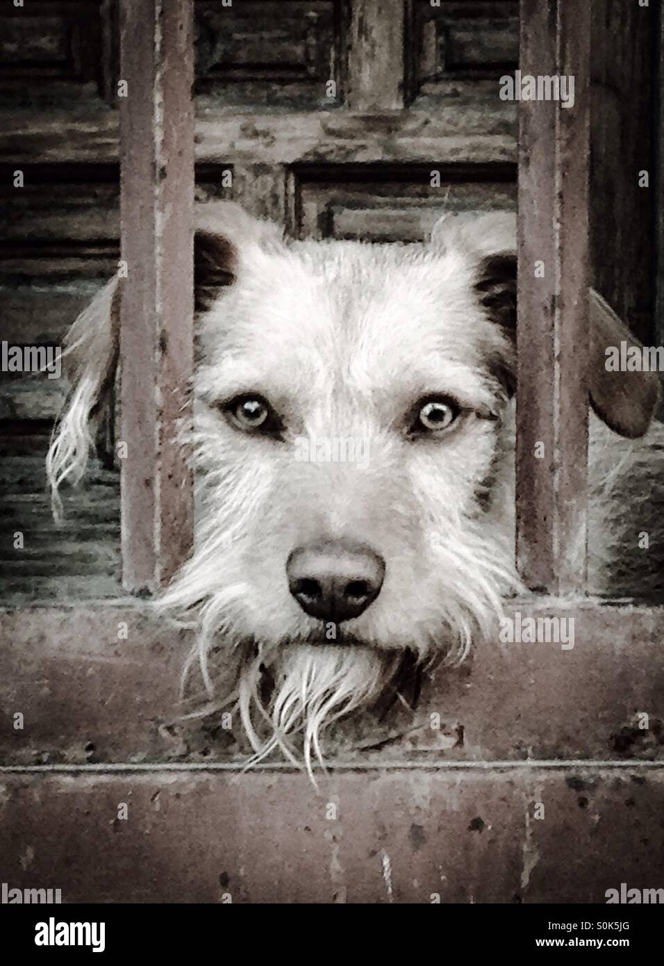 Cute old dog behind a door looking at camera. Stock Photo