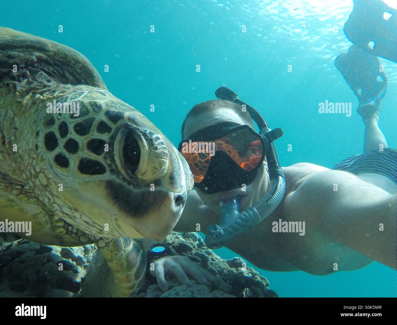 Snorkeling in Hawaii with a Hawaiian Sea Turtle. Stock Photo