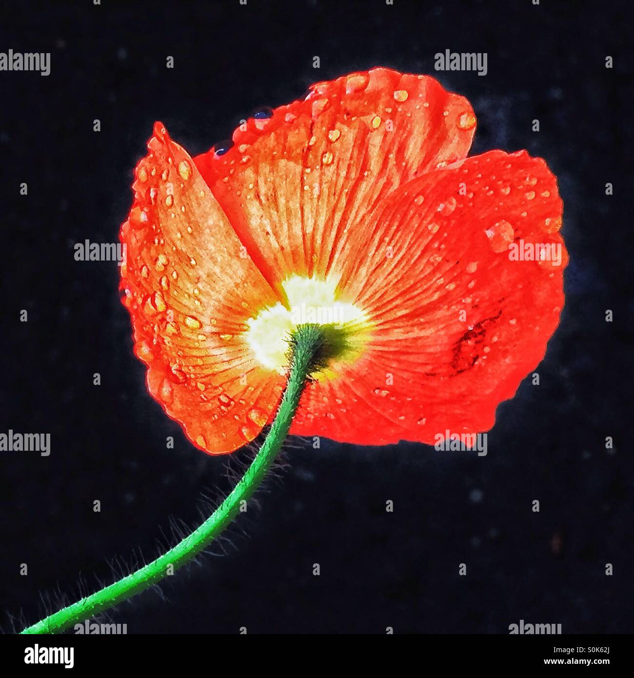 Red poppy , black background. Stock Photo