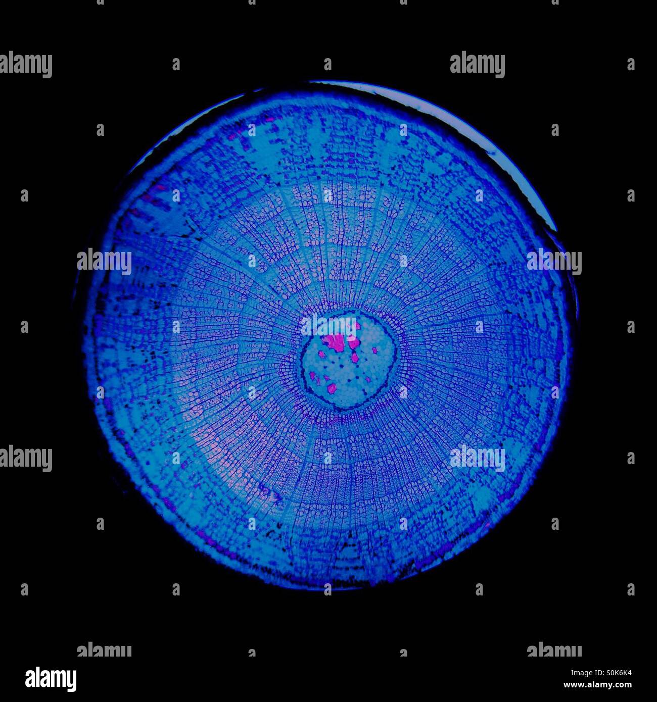 View of a plant stem as seen in a microscope - Smartphone Captured Stock Image