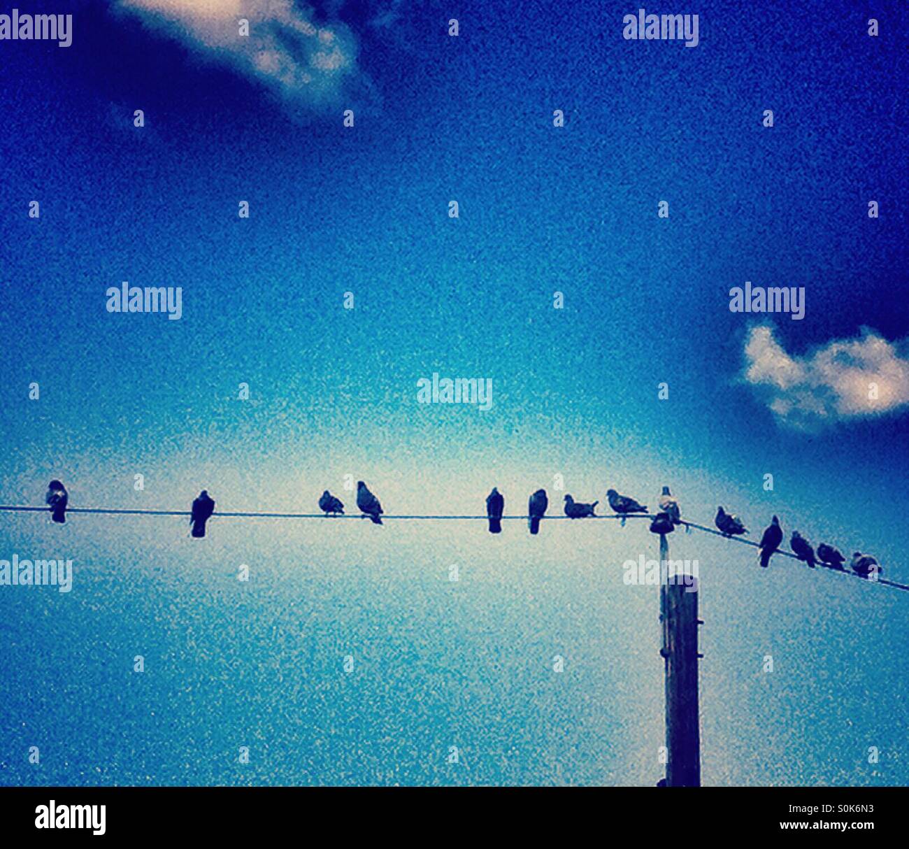 Birds on a wire Stock Photo Alamy