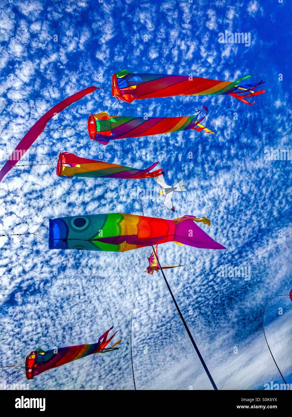 The flying fish Stock Photo Alamy