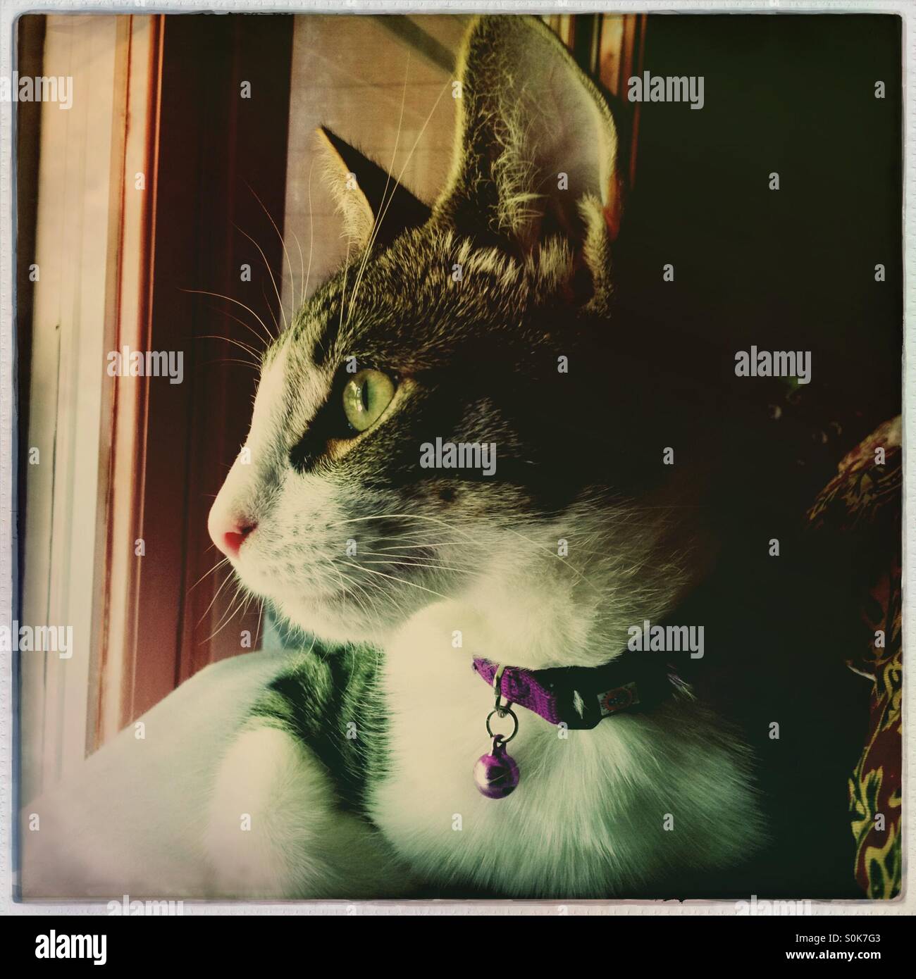 Tabby and white kitten gazing out window - Smartphone Captured Stock Image