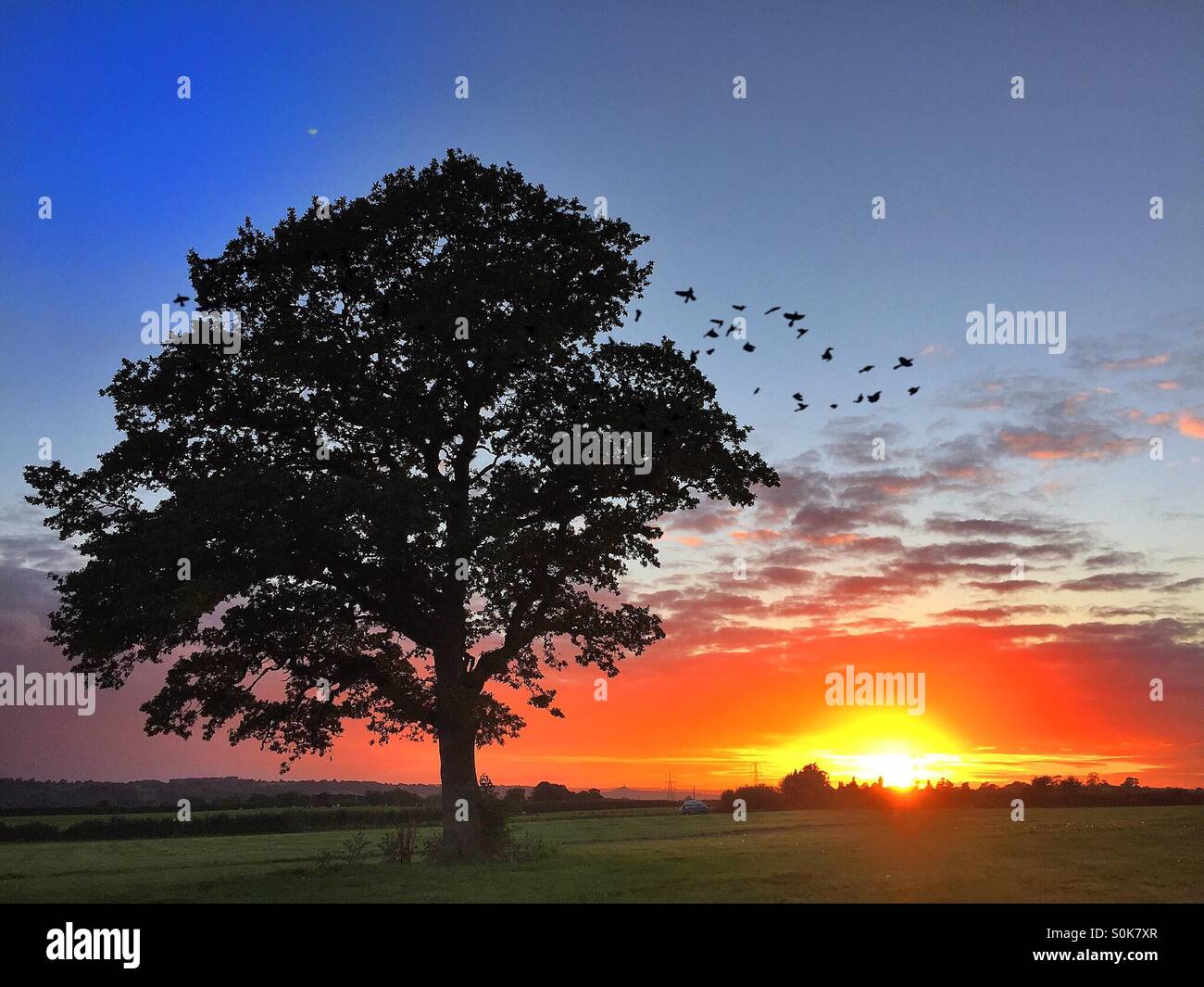 The oak tree at sunset Stock Photo - Alamy
