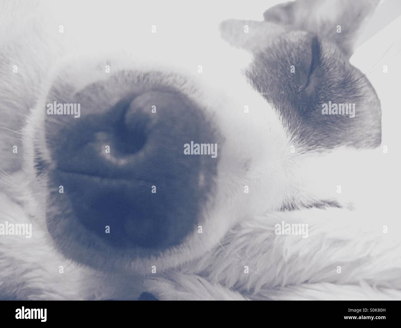 Closeup low angle view of sleeping Jack Russell Terrier - Smartphone Captured Stock Image