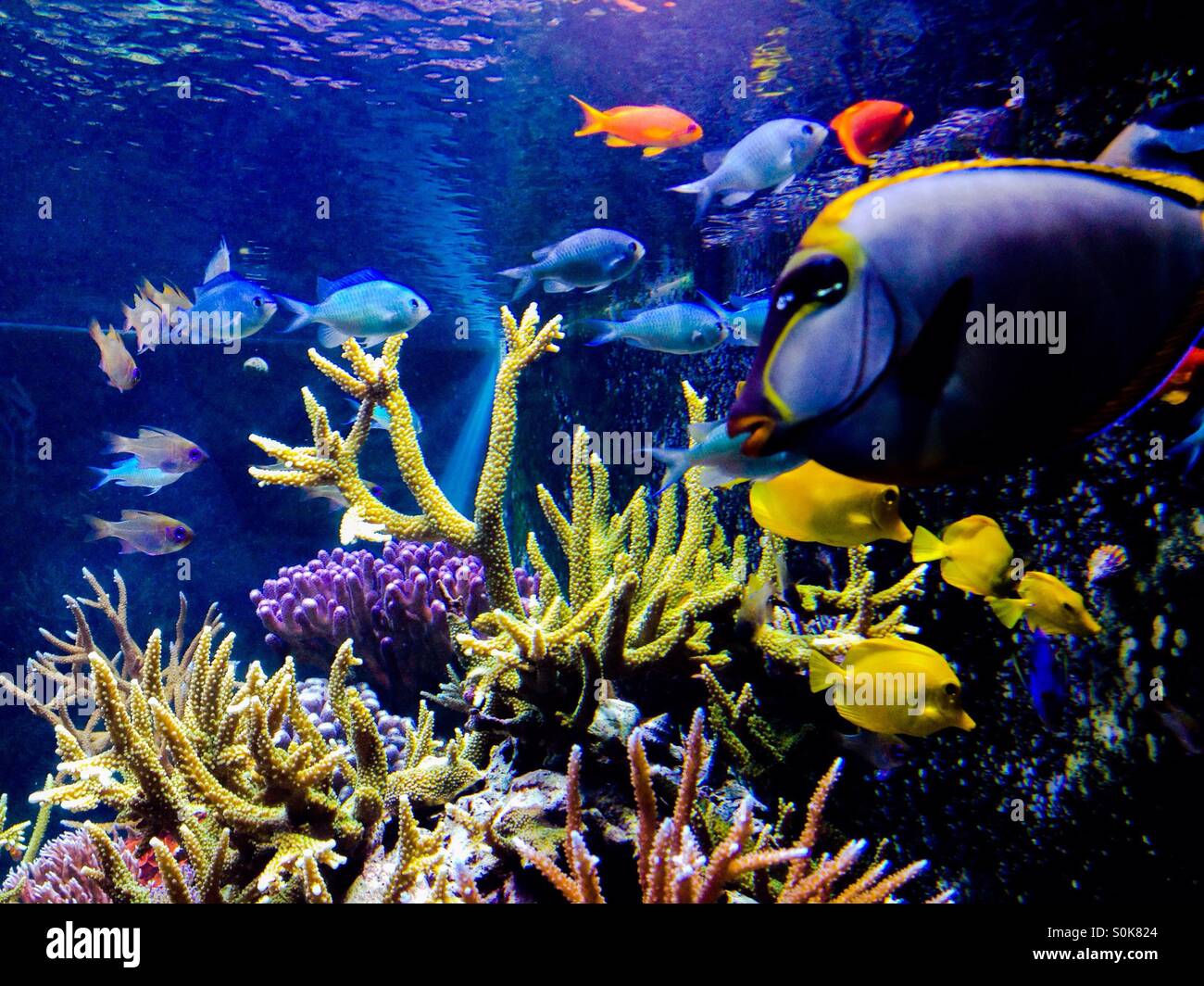 Close-up of Coral Reef and tropical fish, at the Natural History Museum - Smartphone Captured Stock Image