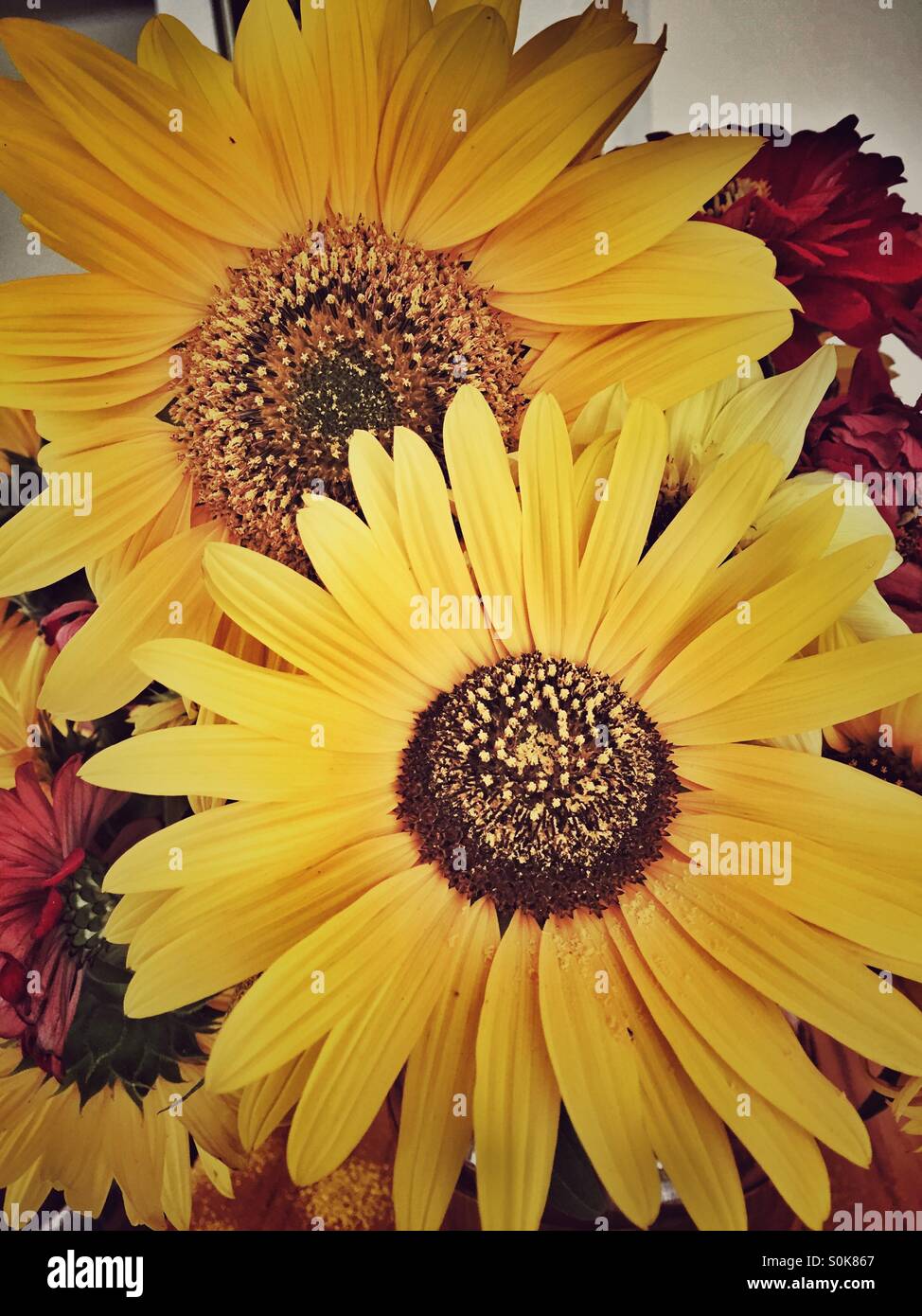 Sunflower bouquet from the home garden - Smartphone Captured Stock Image