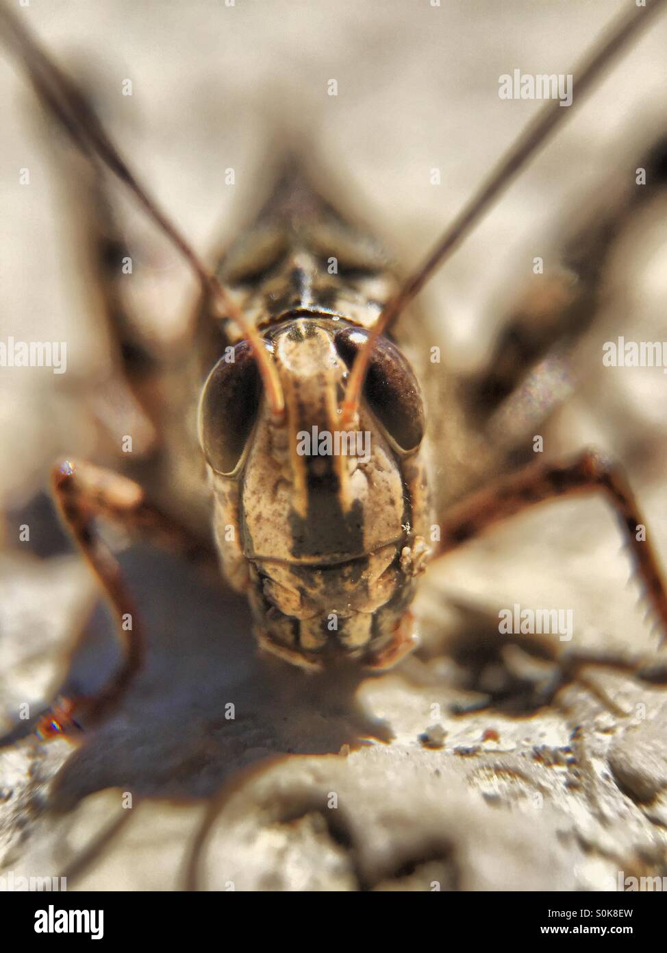 Cricket or long-horend Grasshopper - Smartphone Captured Stock Image