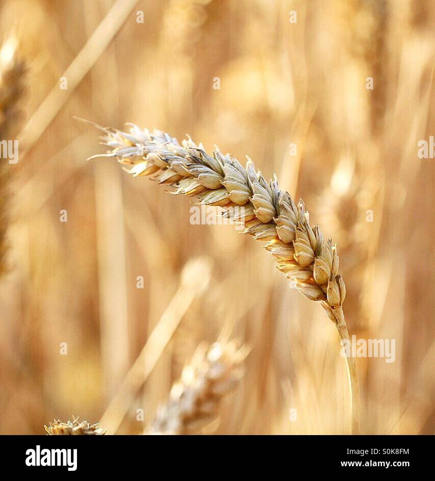 A single ear of wheat isolated against a field of wheat - Smartphone Captured Stock Image
