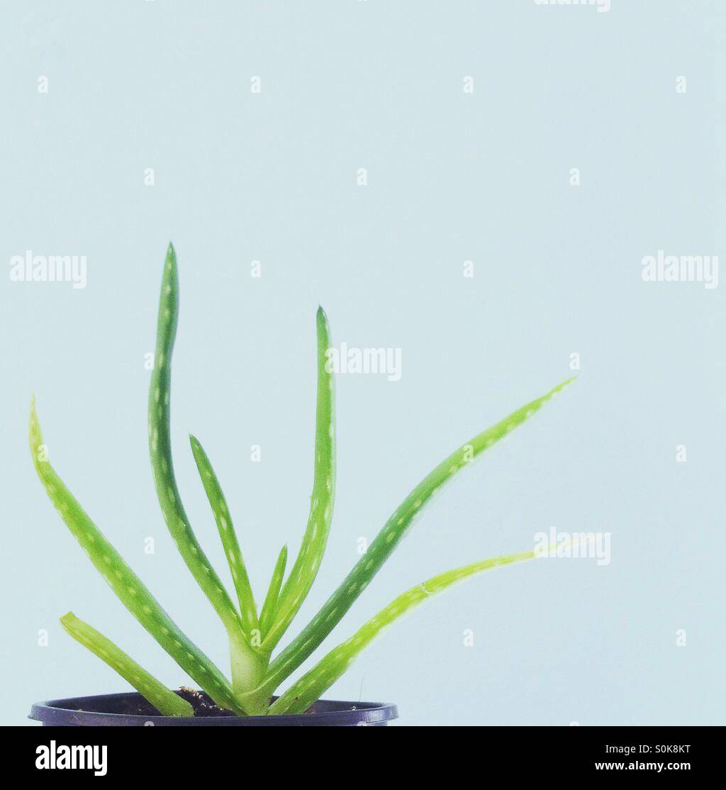 Aloe Vera plant - Smartphone Captured Stock Image
